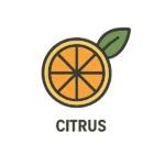 Citrus Nicotine Pouch Flavours